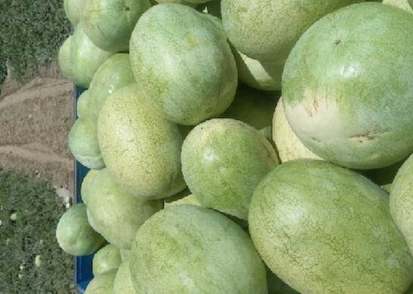 تصویر 4 از قیمت خرید هندوانه سبز کمرنگ با فروش عمده